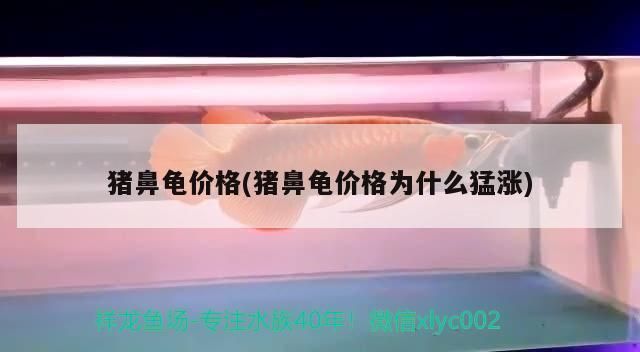 豬鼻龜為什么不賣了：豬鼻龜為什么不讓賣 豬鼻龜百科 第7張