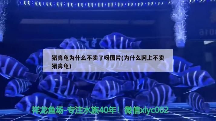 豬鼻龜為什么不賣了：豬鼻龜為什么不讓賣 豬鼻龜百科 第5張