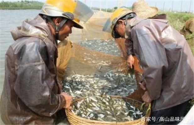 40cm龍魚價格：40cm長的銀龍魚在市場上大概多少錢？ 水族問答 第1張