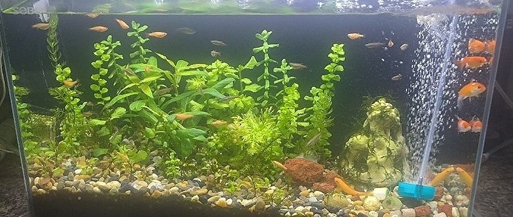 40cm龍魚一天吃多少斤飼料：40厘米長的龍魚一天吃多少斤（千克）飼料才算健康喂食量？ 水族問答 第1張