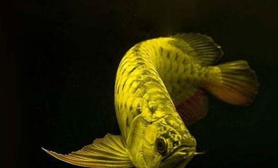 純種金龍魚和雜交金龍魚：金龍魚分類及其繁殖特性 龍魚百科 第3張