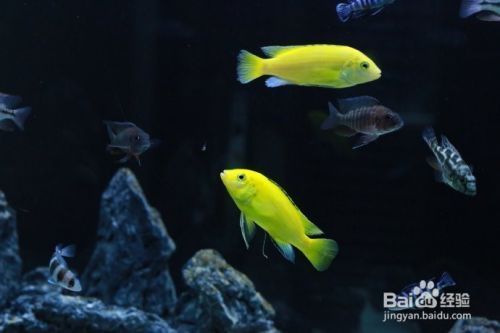 祥龍水族濾材與進口品牌的比較：祥龍水族濾材與進口品牌的優(yōu)劣 水族館百科（水族館加盟） 第2張