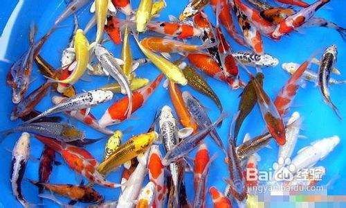 40cm龍魚一天吃多少食物正常：40厘米的龍魚一天需要吃多少食物？ 水族問答 第2張