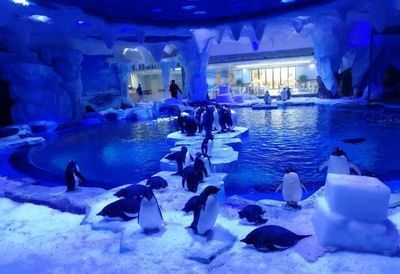 水族館利潤大嗎？：上海海洋水族館門票定價策略水族館門票定價策略 水族館百科（水族館加盟） 第5張