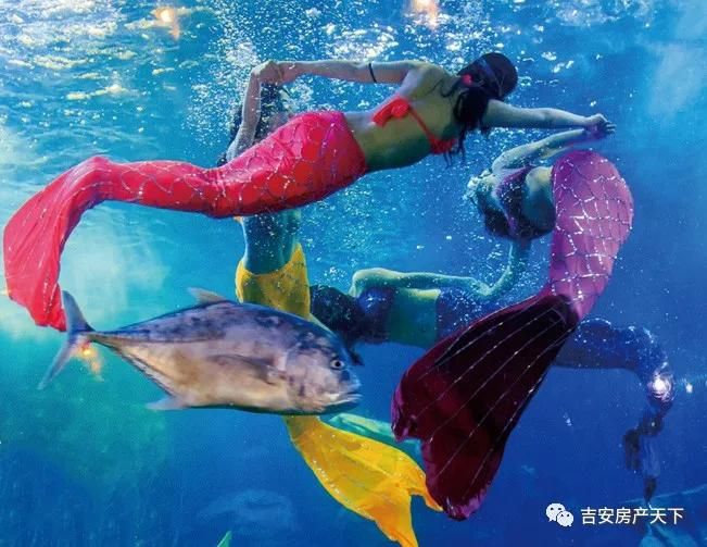 吉安水族館：吉安市水族館