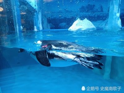 吉安水族館：吉安市水族館 全國(guó)觀賞魚(yú)市場(chǎng) 第2張