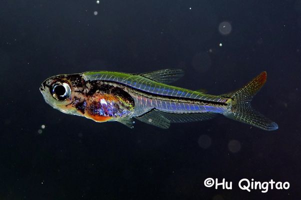 吉安水族館：吉安市水族館 全國(guó)觀賞魚(yú)市場(chǎng) 第9張