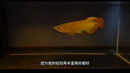 龍魚紀(jì)錄片：《龍魚》紀(jì)錄片