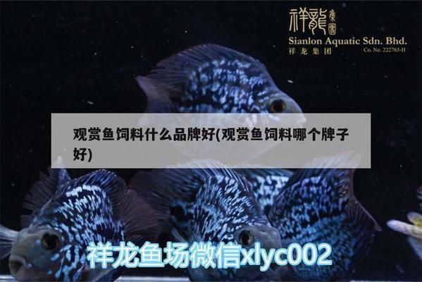 廈門水族批發(fā)市場(chǎng)：廈門哪里有水族市場(chǎng) 全國(guó)觀賞魚市場(chǎng) 第11張