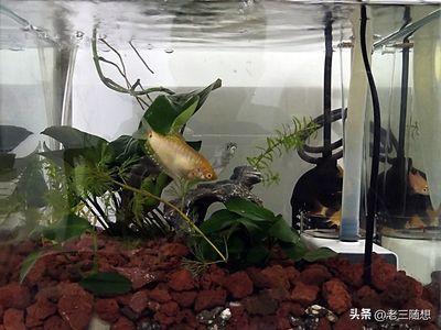 小魚缸養(yǎng)魚的方法和技巧：小魚缸養(yǎng)魚技巧 魚缸百科 第3張