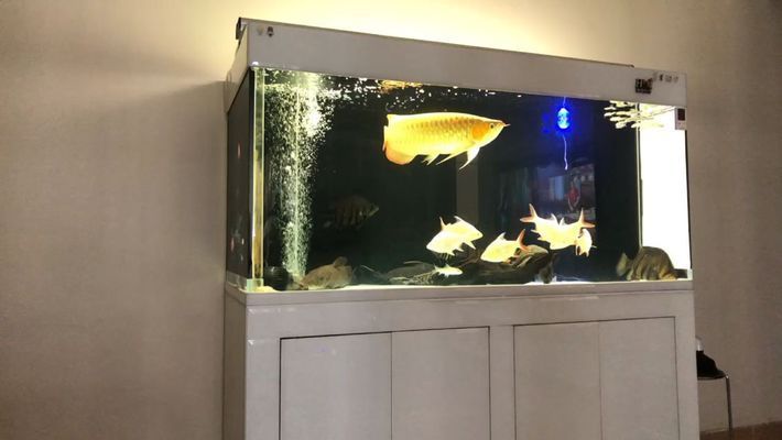 40公分的龍魚需要多大的缸：關(guān)于龍魚的問題 水族問答