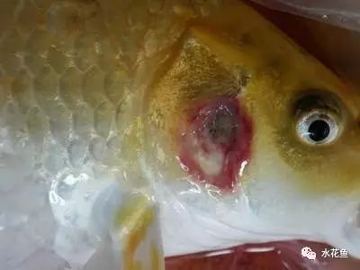 40公分的龍魚一天喂幾次食物：如何計算每天給龍魚喂幾次食物喂食的頻率和量 水族問答 第1張