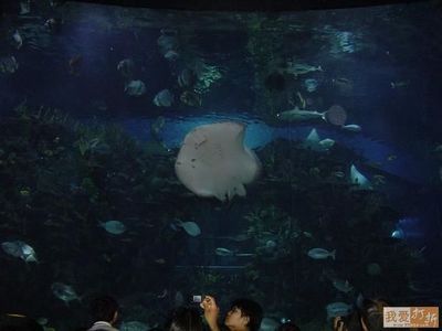 適合水族館的名字：水族館主題裝飾設(shè)計(jì) 水族館百科（水族館加盟） 第4張