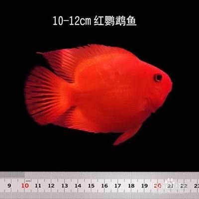 40公分龍魚：&40公分龍魚的飼養(yǎng)環(huán)境有哪些 水族問答 第1張