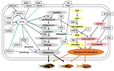 觀賞魚色素前體物質(zhì)：色素前體物質(zhì)對觀賞魚體色的影響