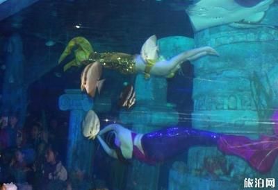 水族館有什么工作：動(dòng)物醫(yī)生的疾病治療方法介紹水族館工作人員的疾病治療方法介紹 水族館百科（水族館加盟） 第4張