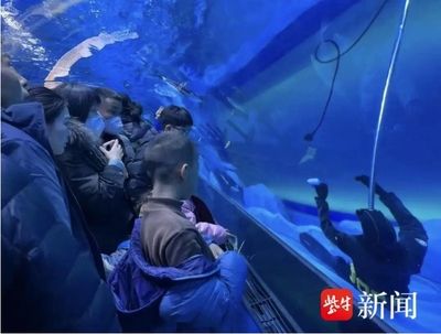 水族館有什么工作：動物醫(yī)生的疾病治療方法介紹水族館工作人員的疾病治療方法介紹