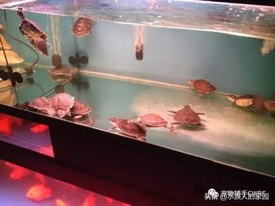 豬鼻龜飼養(yǎng)環(huán)境圖片：豬鼻龜是淡水龜還是淡水龜