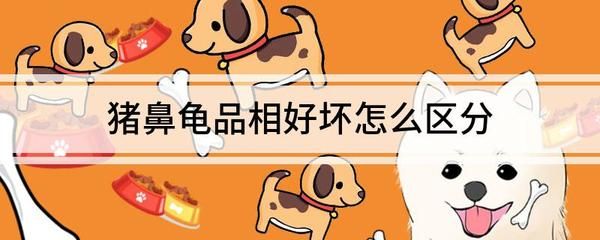 豬鼻龜分品相嗎：豬鼻龜品相好壞怎么區(qū)分