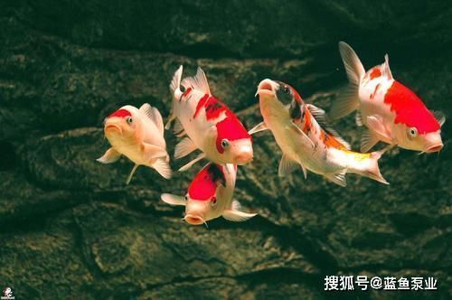 魚缸與財神擺放的風(fēng)水講究：魚缸與財神擺放在風(fēng)水中具有特殊意義，魚缸與財神擺放方位圖解 魚缸百科 第2張