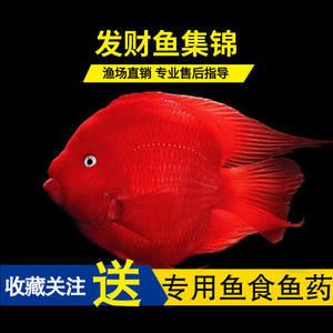 元寶鳳凰魚好養(yǎng)嗎圖片欣賞：元寶鳳凰魚的飼養(yǎng)技巧 元寶鳳凰魚百科 第5張