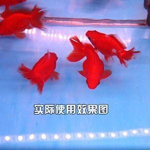 龍魚燈選多長(zhǎng)的魚缸：龍魚缸的開燈時(shí)間 龍魚百科 第3張