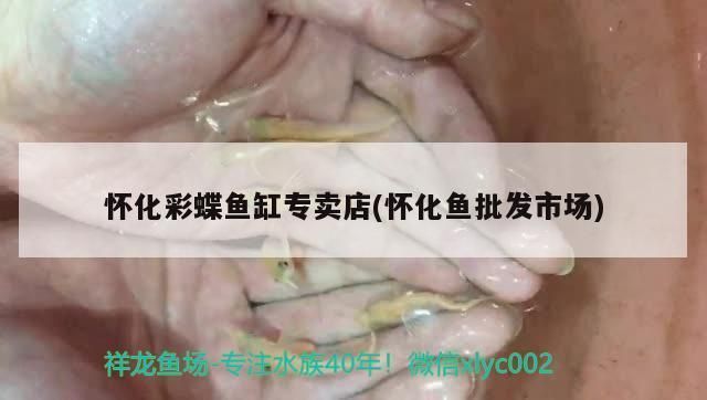 懷化觀賞魚批發(fā)市場：懷化觀賞魚批發(fā)市場在哪里 全國觀賞魚市場 第5張