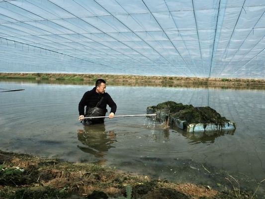 大龍魚多少錢一條：大龍魚價格多少錢一條？ 水族問答 第1張