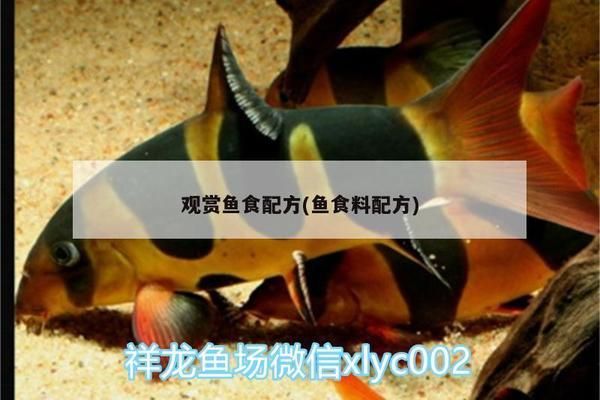 觀賞魚開口料營(yíng)養(yǎng)成分對(duì)比：觀賞魚開口料及其營(yíng)養(yǎng)成分對(duì)比 觀賞魚百科 第2張