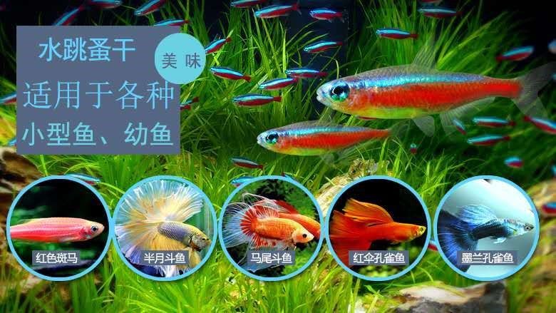 觀賞魚開口料營(yíng)養(yǎng)成分對(duì)比：觀賞魚開口料及其營(yíng)養(yǎng)成分對(duì)比 觀賞魚百科 第5張