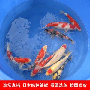 大型龍魚：大型龍魚的特征、飼養(yǎng)環(huán)境要求以及日常護(hù)理方法 水族問答 第2張