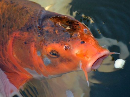 觀賞魚適宜的氧氣濃度：觀賞魚適宜的氧氣濃度對魚類產(chǎn)生負(fù)面影響其濃度變化