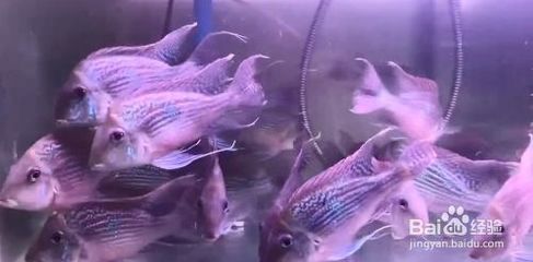 進口元寶鳳凰魚能長多大：元寶鳳凰魚的成年體長一般在10-12cm，但有潛力長到20cm 元寶鳳凰魚百科 第3張