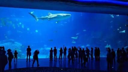 水族館發(fā)展現(xiàn)狀分析：水族館發(fā)展現(xiàn)狀分析與趨勢預(yù)測