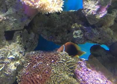 福州水族館：福州水族館海洋生物科普多功能大型生態(tài)館排行榜福州海洋館排行榜