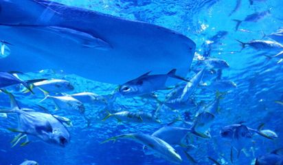 水族館開(kāi)店流程圖片：水族館開(kāi)店流程圖片詳情 水族館百科（水族館加盟） 第5張