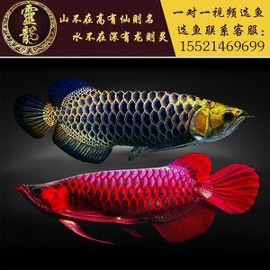 過背金龍魚苗挑選：如何辨別過背金龍魚苗市場(chǎng)價(jià)格 金龍魚百科 第2張