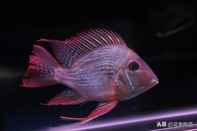 元寶鳳凰魚(yú)怎么養(yǎng)的：元寶鳳凰魚(yú)混養(yǎng)搭配建議元寶鳳凰魚(yú)繁殖技巧詳解 元寶鳳凰魚(yú)百科 第4張