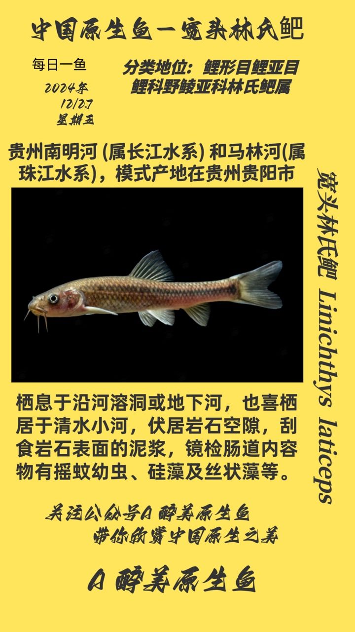 寬頭林氏鲃：寬頭林氏[需手動(dòng)填充] 觀賞魚(yú)論壇