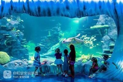 在水族館的英語：全球著名水族館排名,水族館設(shè)計(jì)的創(chuàng)新趨勢創(chuàng)新趨勢