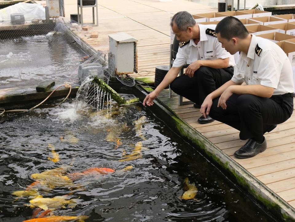 觀賞魚批發(fā)市場(chǎng)評(píng)價(jià)：天津觀賞魚市場(chǎng)未來發(fā)展趨勢(shì)天津觀賞魚市場(chǎng)增長(zhǎng)原因 觀賞魚百科 第5張