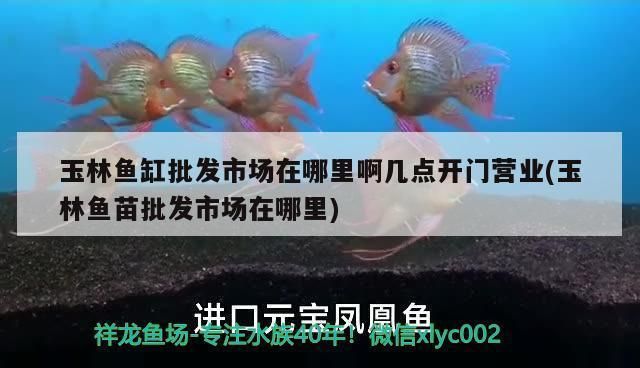 玉林水族批發(fā)市場(chǎng)：關(guān)于玉林水族批發(fā)市場(chǎng) 全國(guó)觀賞魚(yú)市場(chǎng) 第4張