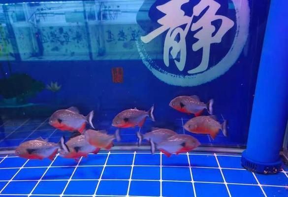 觀賞魚換水對魚群壓力的影響：如何判斷觀賞魚是否受壓 觀賞魚百科 第5張