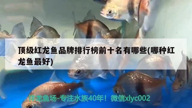 紅龍魚排行榜前十名品種有哪些名字：紅龍魚品種排行榜前十名品種 紅龍魚百科 第2張