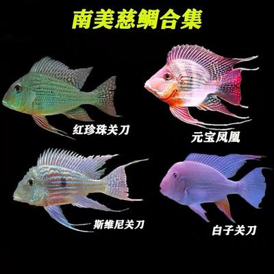 元寶鳳凰魚和關刀魚的區(qū)別是什么：元寶鳳凰魚與關刀魚的區(qū)別