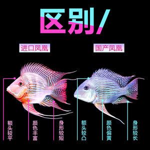 元寶鳳凰魚和關(guān)刀魚的區(qū)別是什么：元寶鳳凰魚與關(guān)刀魚的區(qū)別 元寶鳳凰魚百科 第5張