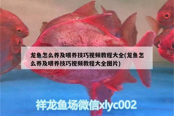 龍魚(yú)喂飼料好嗎視頻大全：龍魚(yú)飼料選擇技巧