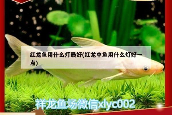 最好的紅龍魚專用燈具是什么：紅龍魚專用燈具品牌排行 紅龍魚百科 第5張