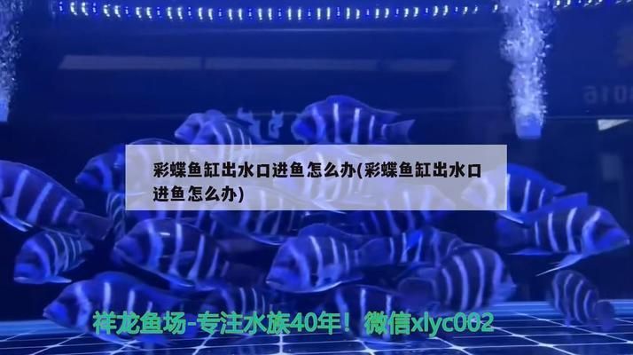 雙鴨山水族批發(fā)市場：雙鴨山水族批發(fā)市場在哪里 全國觀賞魚市場 第6張