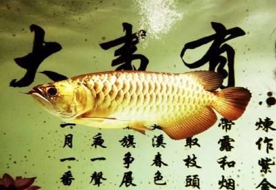 魟魚水質(zhì)管理最佳實踐：關(guān)于魟魚水質(zhì)管理的最佳實踐 魟魚百科 第4張